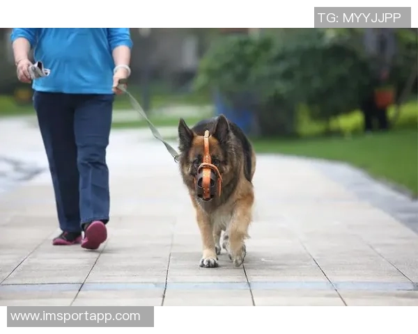 悬赏金激增至两万美元拉姆塞全力寻回心爱爱犬